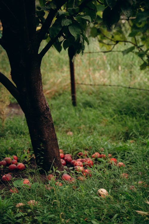 Darmowe zdjęcie z galerii z drzewo, jabłka, lato
