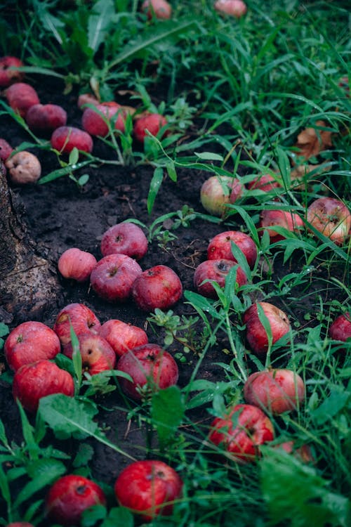 Gratis stockfoto met aarde, appels, fruit