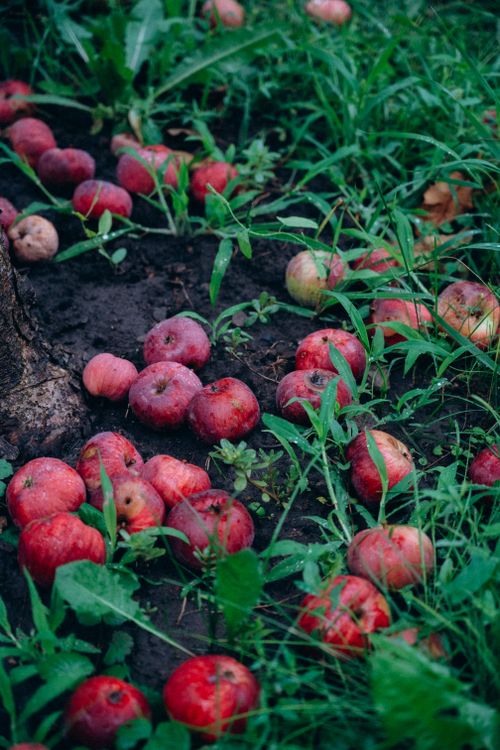 Free Ripe red apples scattered on grass and soil, captured in a summer orchard. Stock Photo