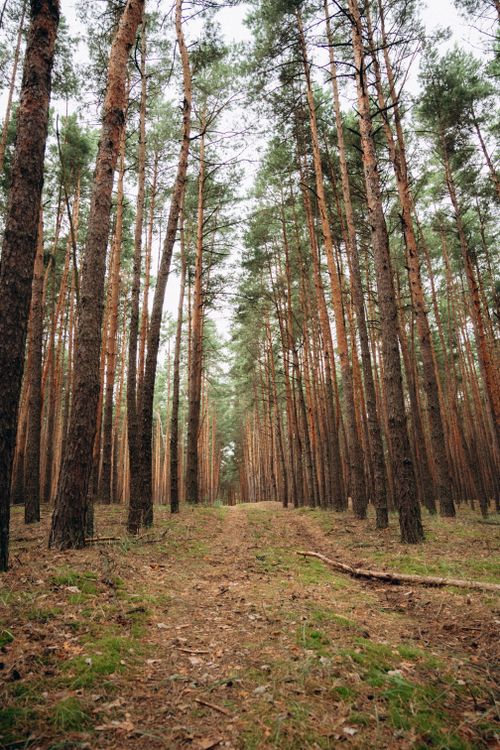 Free A serene dirt path through a dense evergreen forest during daytime. Stock Photo
