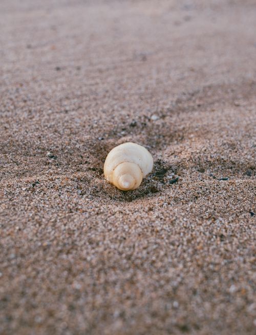 Free Close-up of a seashell resting on a sandy beach, emphasizing natural texture. Stock Photo