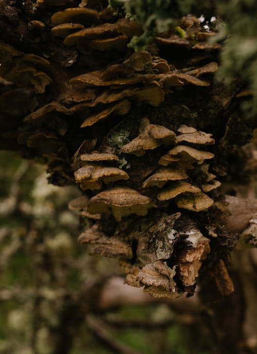 Fotos de stock gratuitas de abundancia, de cerca, hongos