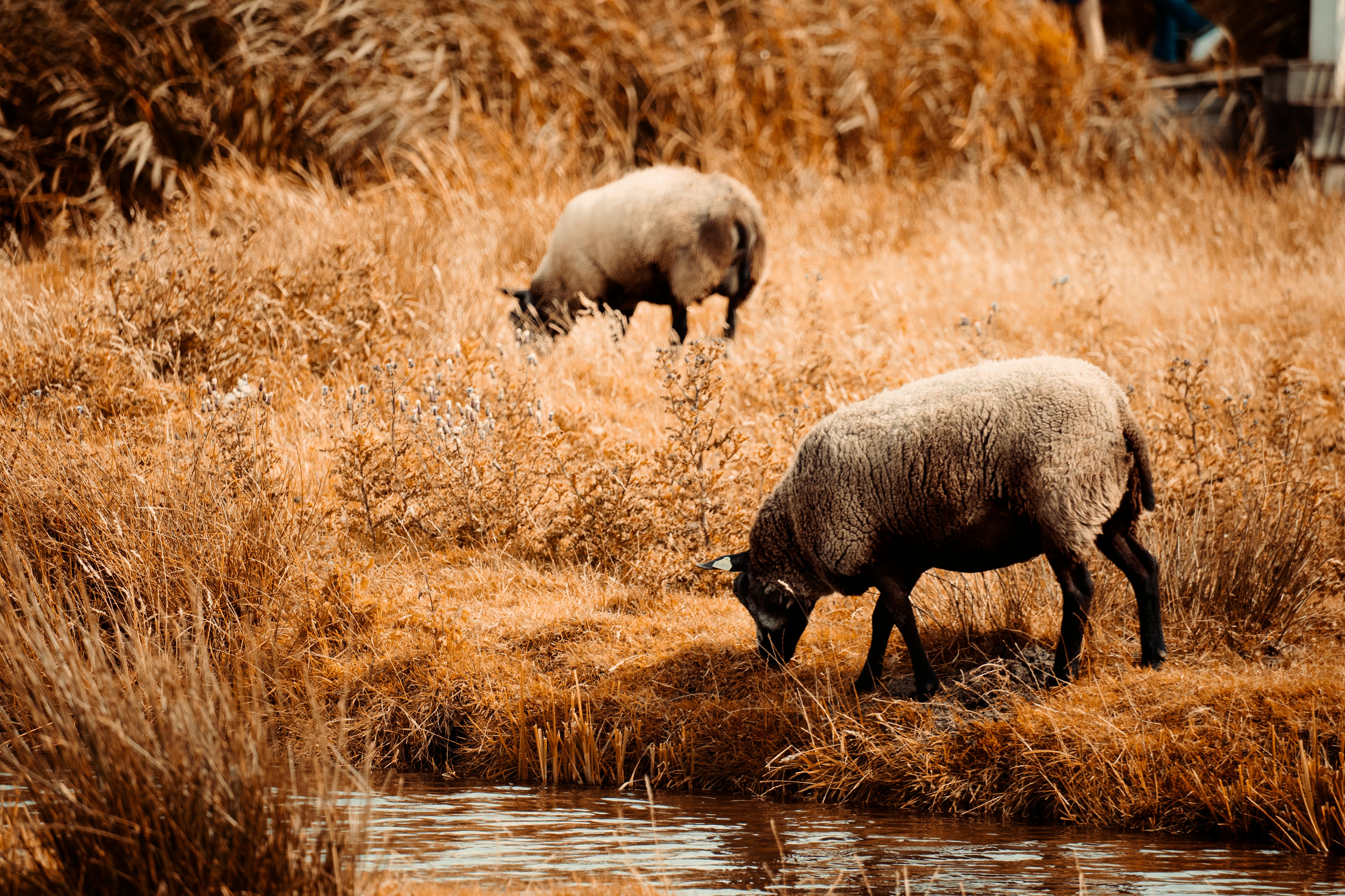 Sheep grazing near a stream in Zaandam, Netherlands during autumn, showcasing rural life. - Róterdam