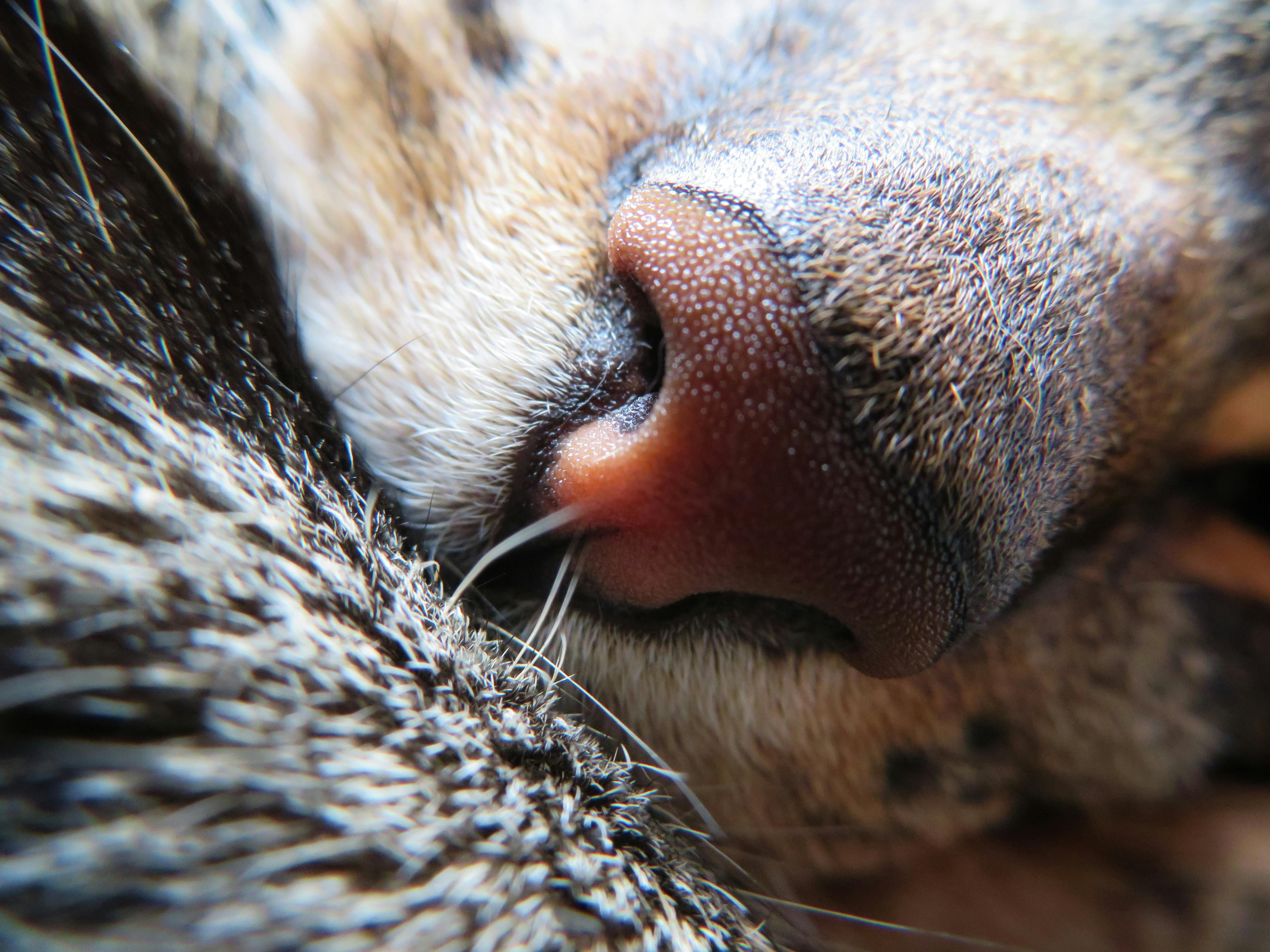Free stock photo of animal, cat, cat nose