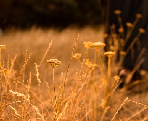 Free Close-up of wildflowers in a golden grass field, creating a serene and natural ambiance. Stock Photo