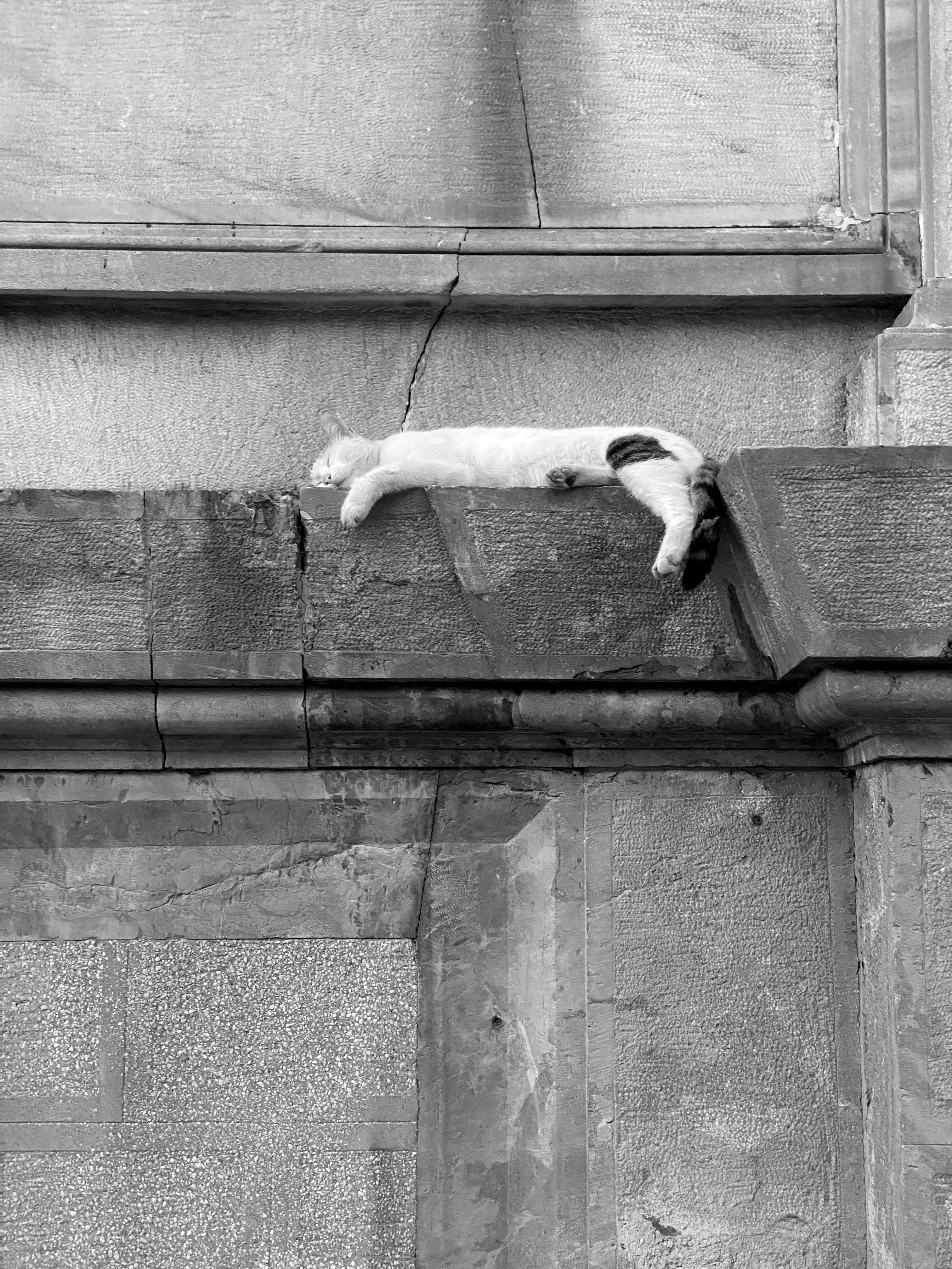 Cat On The Wall Photos, Download The BEST Free Cat On The Wall Stock