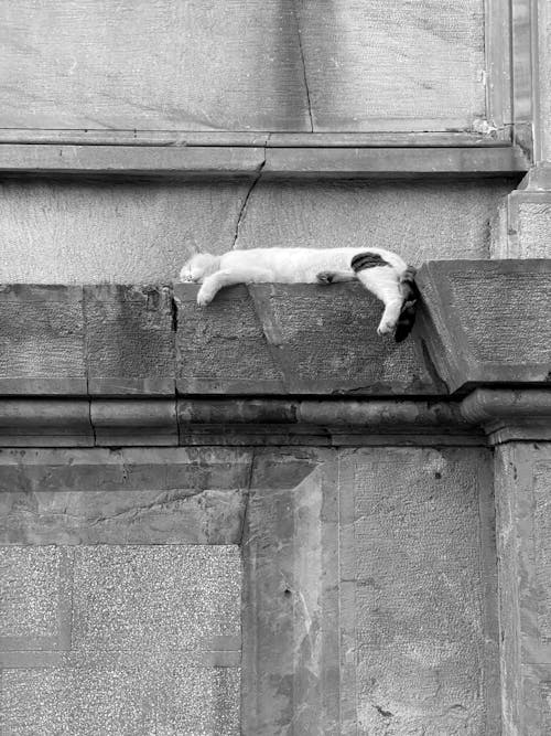 Free Cat Lying Down on Wall Stock Photo