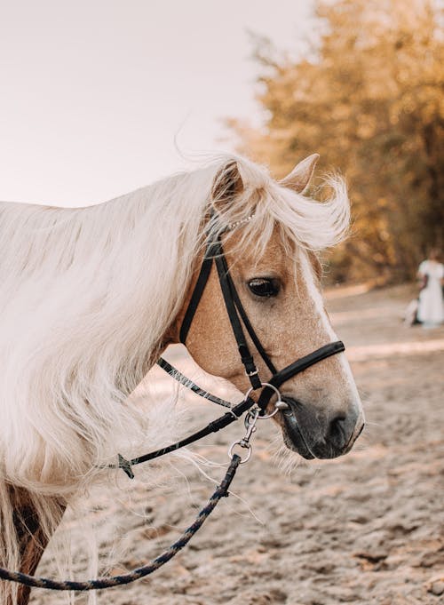 Fotos de stock gratuitas de brida, caballo marrón, cabeza