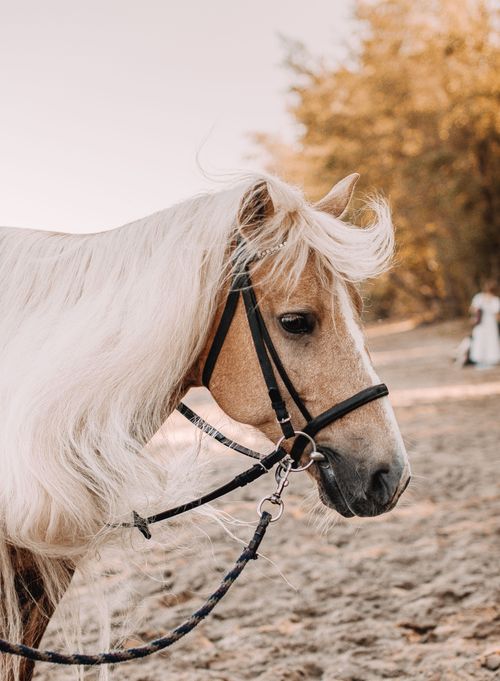 Free Portrait of a stunning brown horse with a white mane in an outdoor autumn setting. Stock Photo
