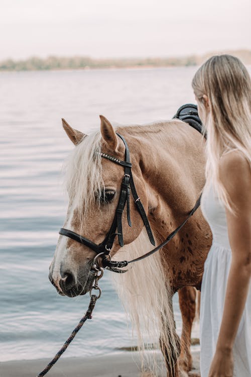 Fotos de stock gratuitas de animal, brida, caballo marrón