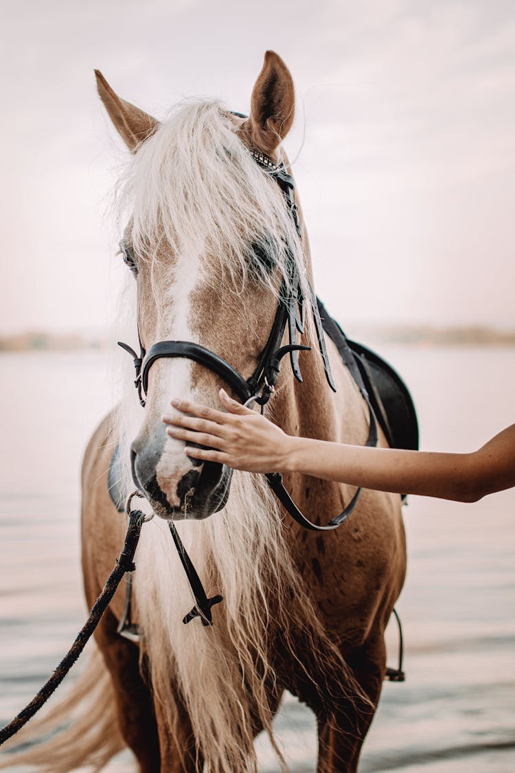 Arm Of A Woman Petting A Bridled Horse