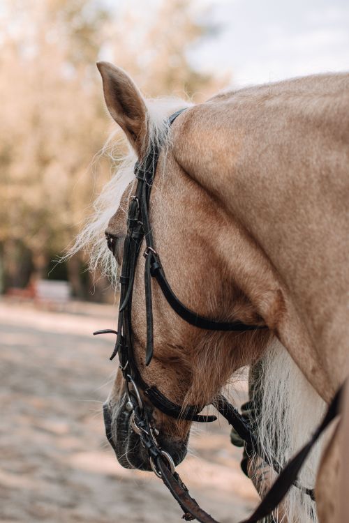 Free A serene image capturing a palomino horse with a bridle and white mane in a natural, outdoor setting. Stock Photo