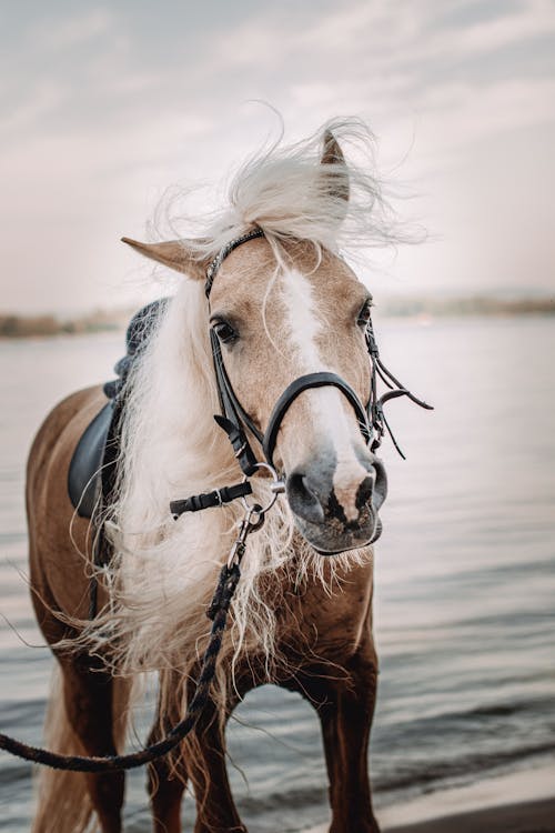 Photos gratuites de bétail, bride, cheval brun