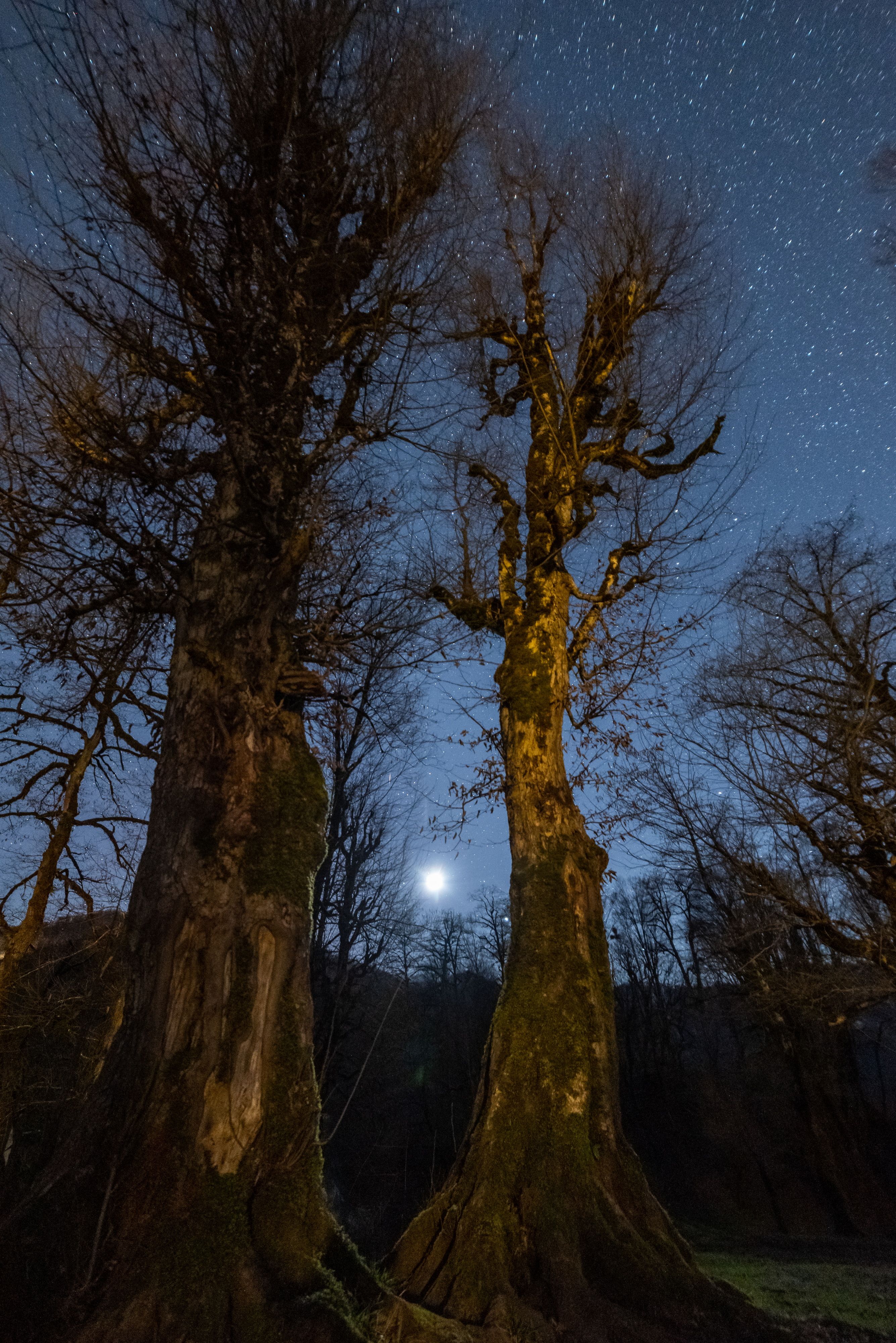 View of Large Trees under a Starry Night Sky · Free Stock Photo