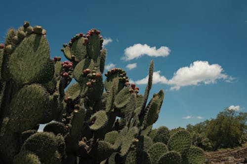 Gratis stockfoto met agave, bloemknoppen, cactus