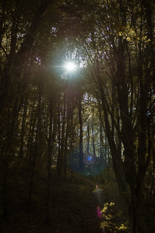 Ilmainen kuvapankkikuva tunnisteilla korkea puu, kultainen aurinko, luonto