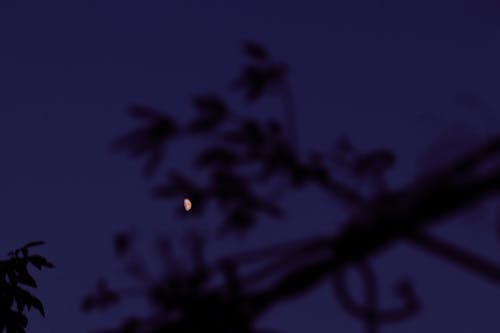 Lunar Eclipse Behind a Tree