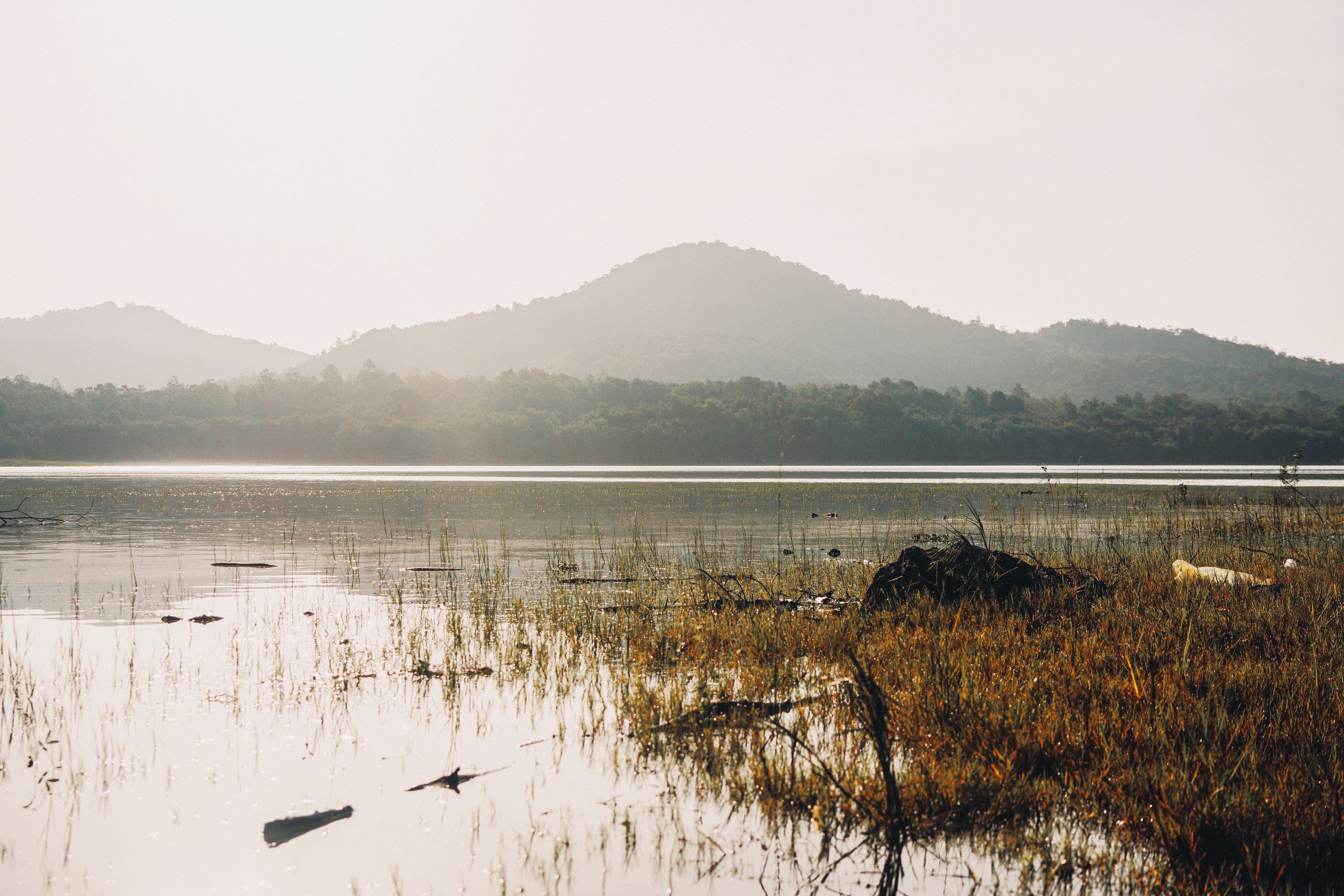 Rushes by Lake · Free Stock Photo