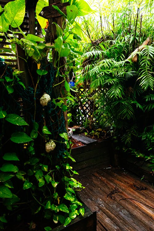 Бесплатное стоковое фото с ботанический сад, вертикальный выстрел, дерево