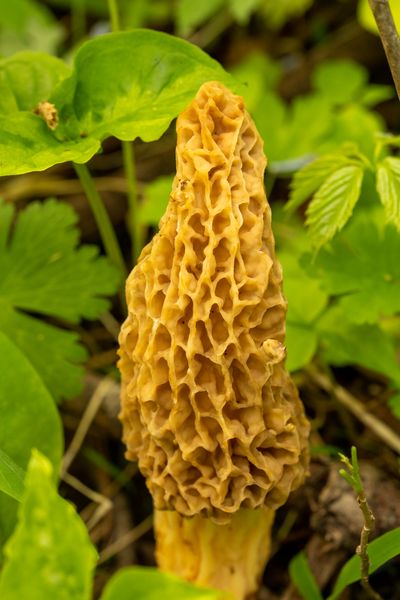 A common morel among spring foliage