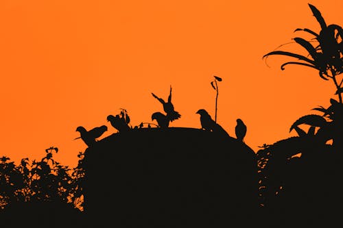 Silhouettes of Birds and Plants at Sunset 