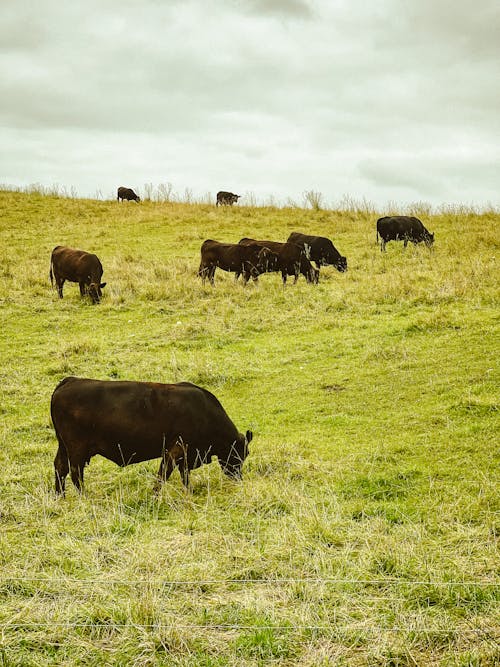 Beef Cattle on a Meadow