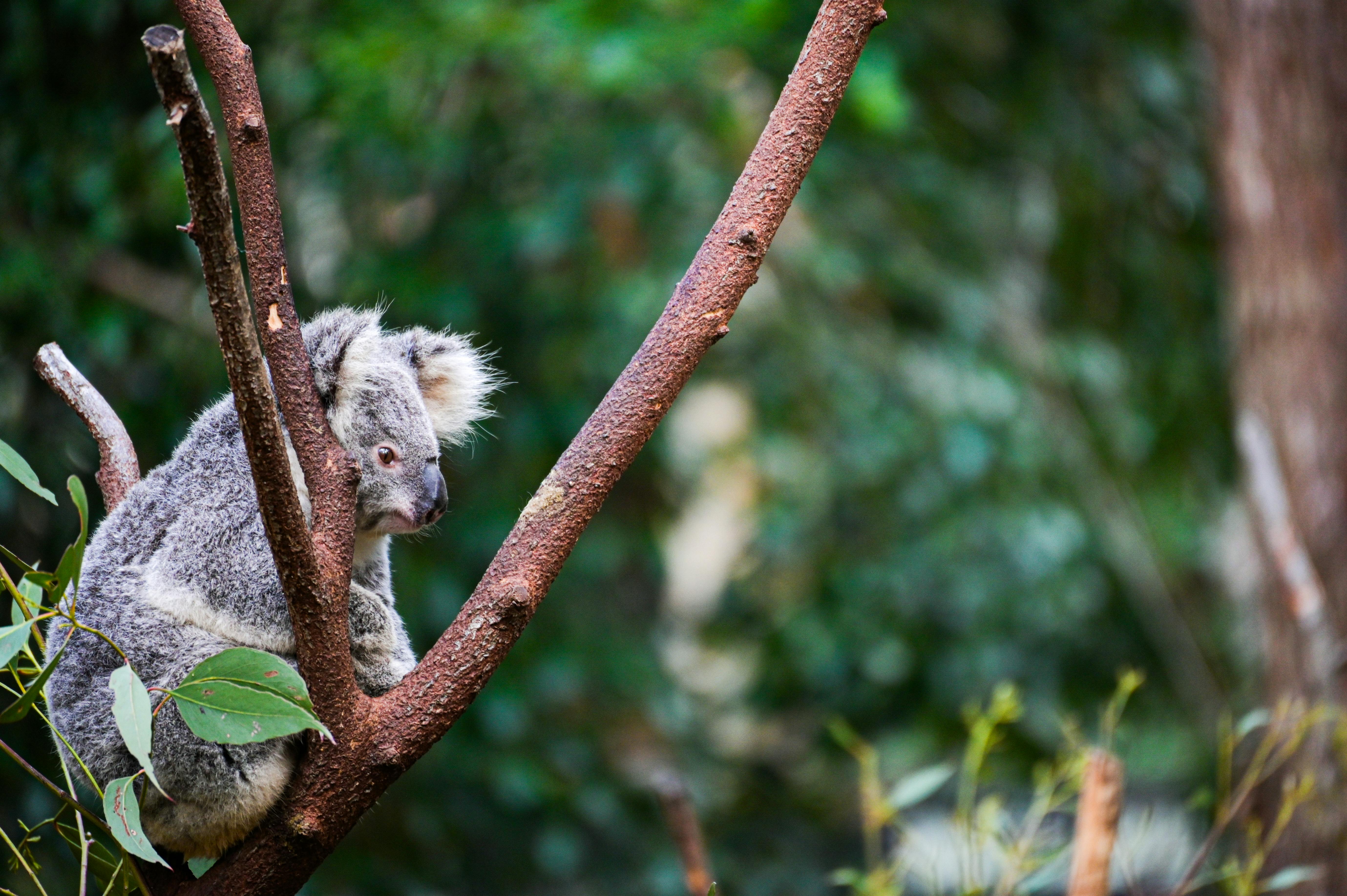 Koala Bear Photos, Download The BEST Free Koala Bear Stock Photos & HD Images