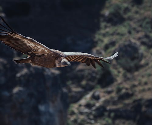 Foto profissional grátis de abutre, ave, foco seletivo