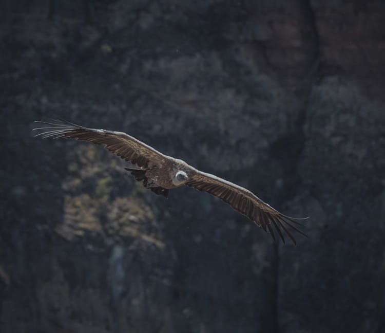 Vulture In Flight