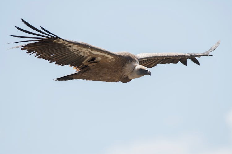 Vulture In Flight