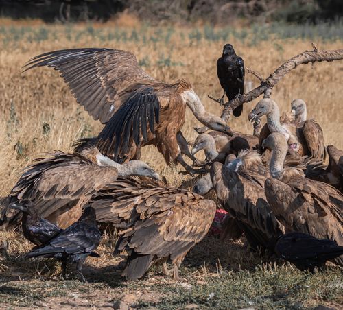 Free A group of vultures feeding on carrion in a dry grassland, showcasing nature's scavengers. Stock Photo