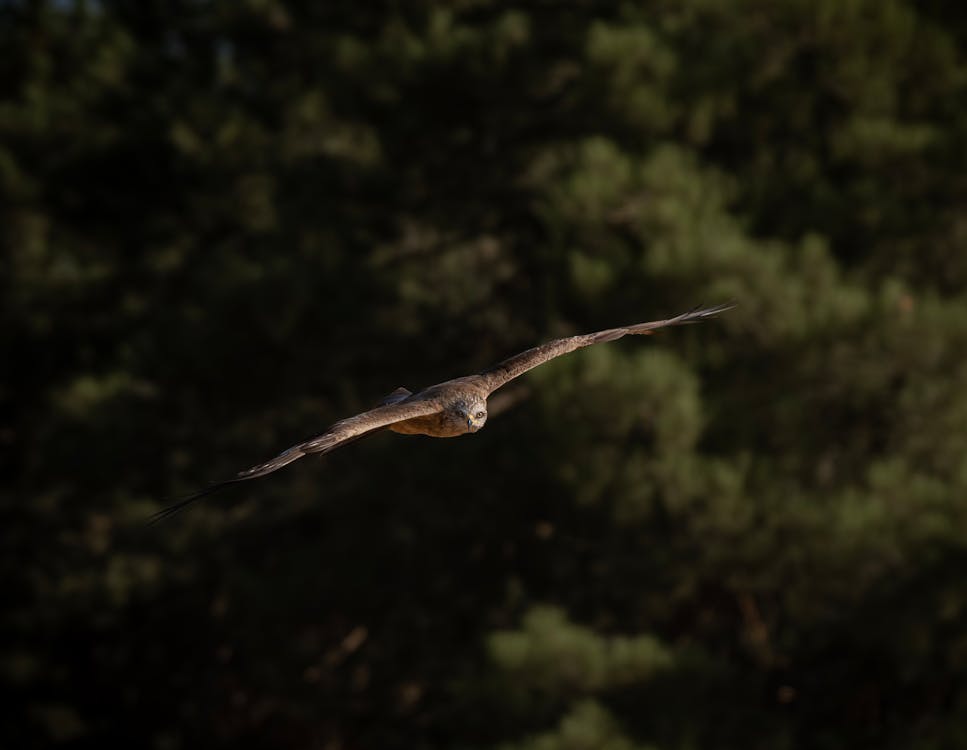 Fotobanka s bezplatnými fotkami na tému fotografie zvierat žijúcich vo voľnej prírode, kondor, lietanie