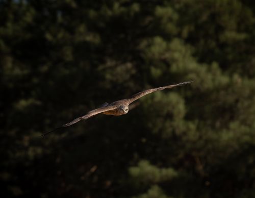 Free A vulture elegantly glides through the air, showcasing its impressive wingspan against a natural backdrop. Stock Photo