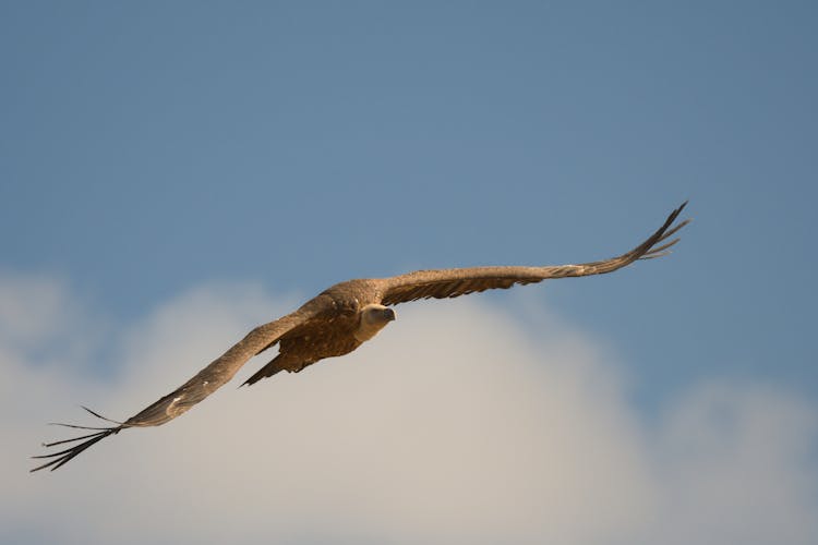 Vulture In Flight