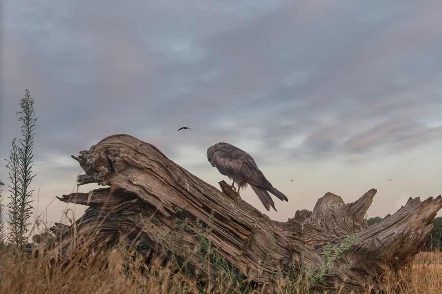 A raptor perched on a stump in a prairie at dusk — photo by Jesus Esteban San Jose on Pexels
