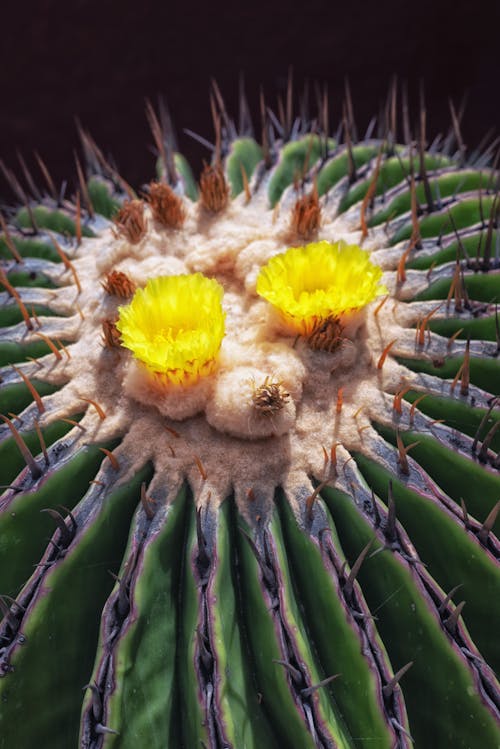 Foto d'estoc gratuïta de cactus, columnes vertebrals, desert