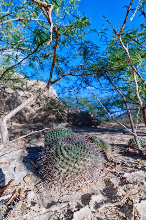 Foto d'estoc gratuïta de cactus, columnes vertebrals, desert