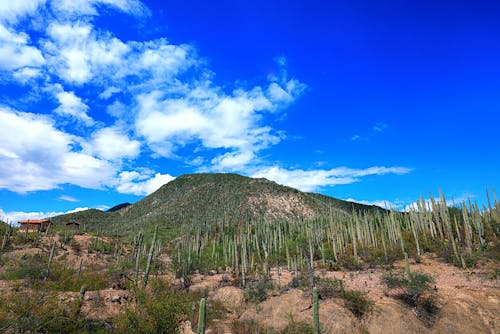 Kostenloses Stock Foto zu dorn, kaktus, mexiko naturaleza