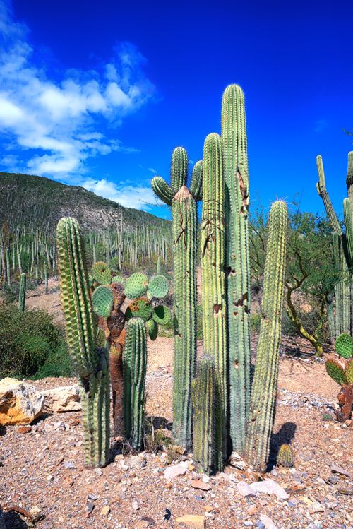 Free Bright desert scene with tall saguaro cacti under a clear blue sky. Stock Photo