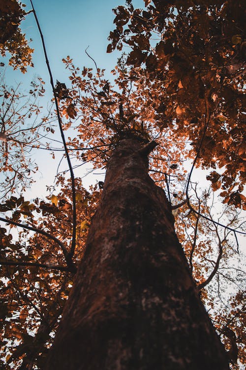 高大的樹幹的特寫照片