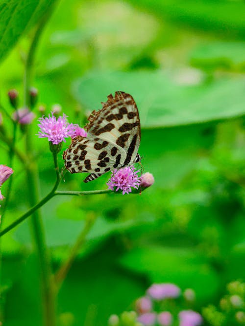 Castalius Rosimon Butterfly Sitting on a Purple Flower