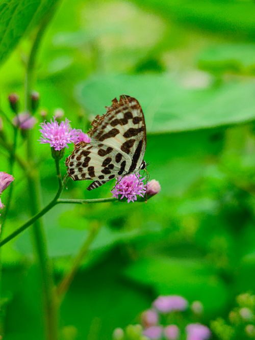 Free Close-up of Castalius Rosimon butterfly pollinating a purple flower in a vibrant green setting. Stock Photo