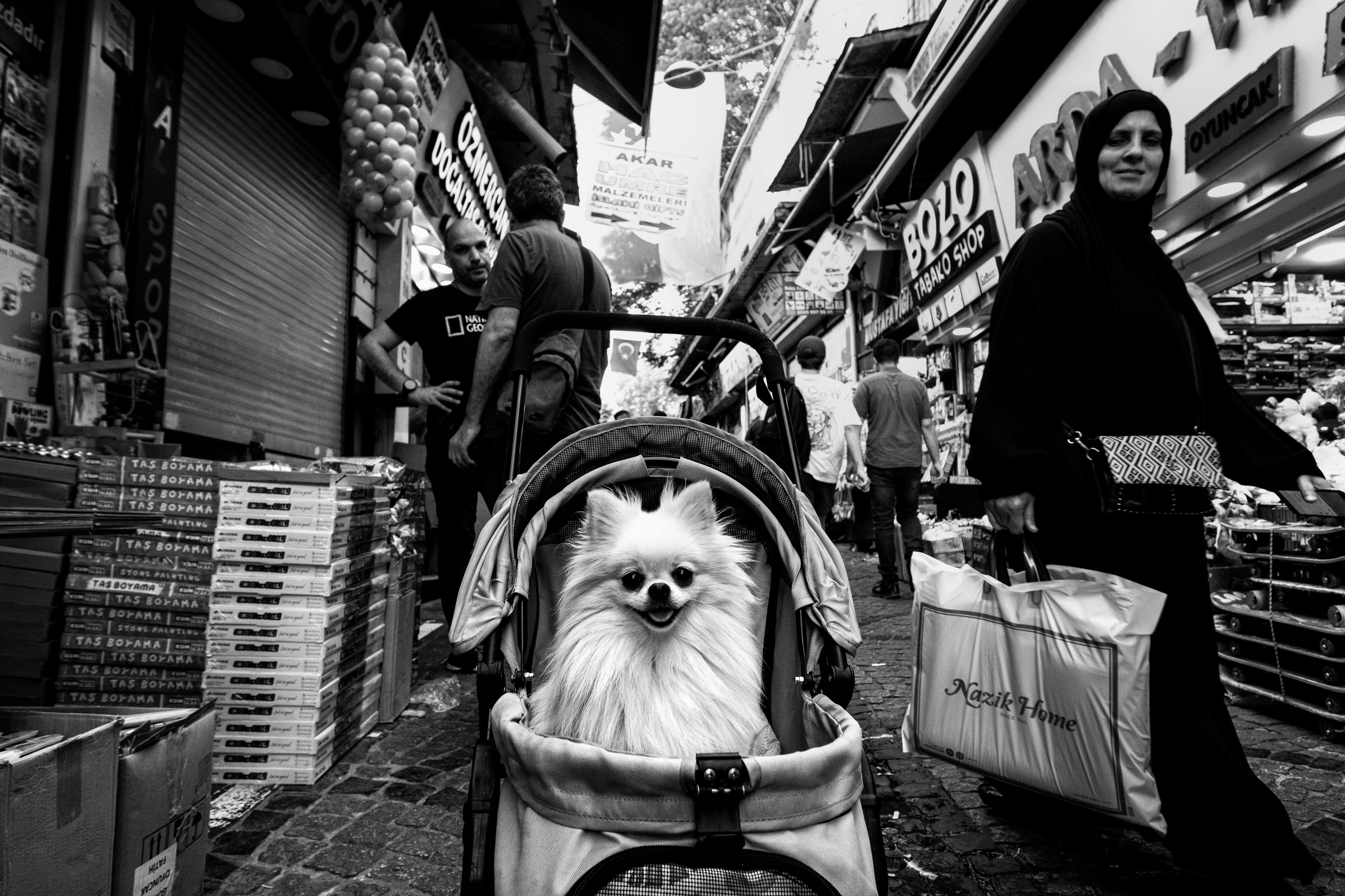 German Spitz in a Stroller at the Market