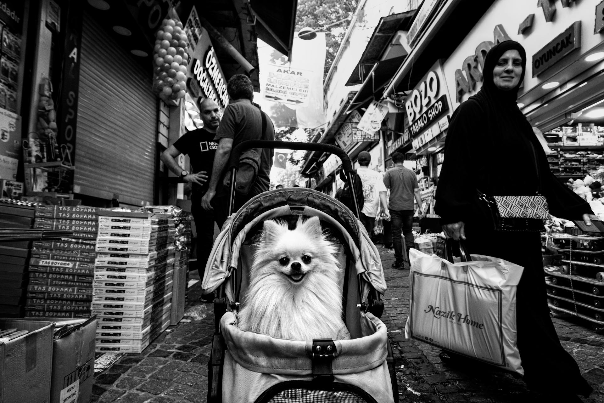 German Spitz in a Stroller at the Market