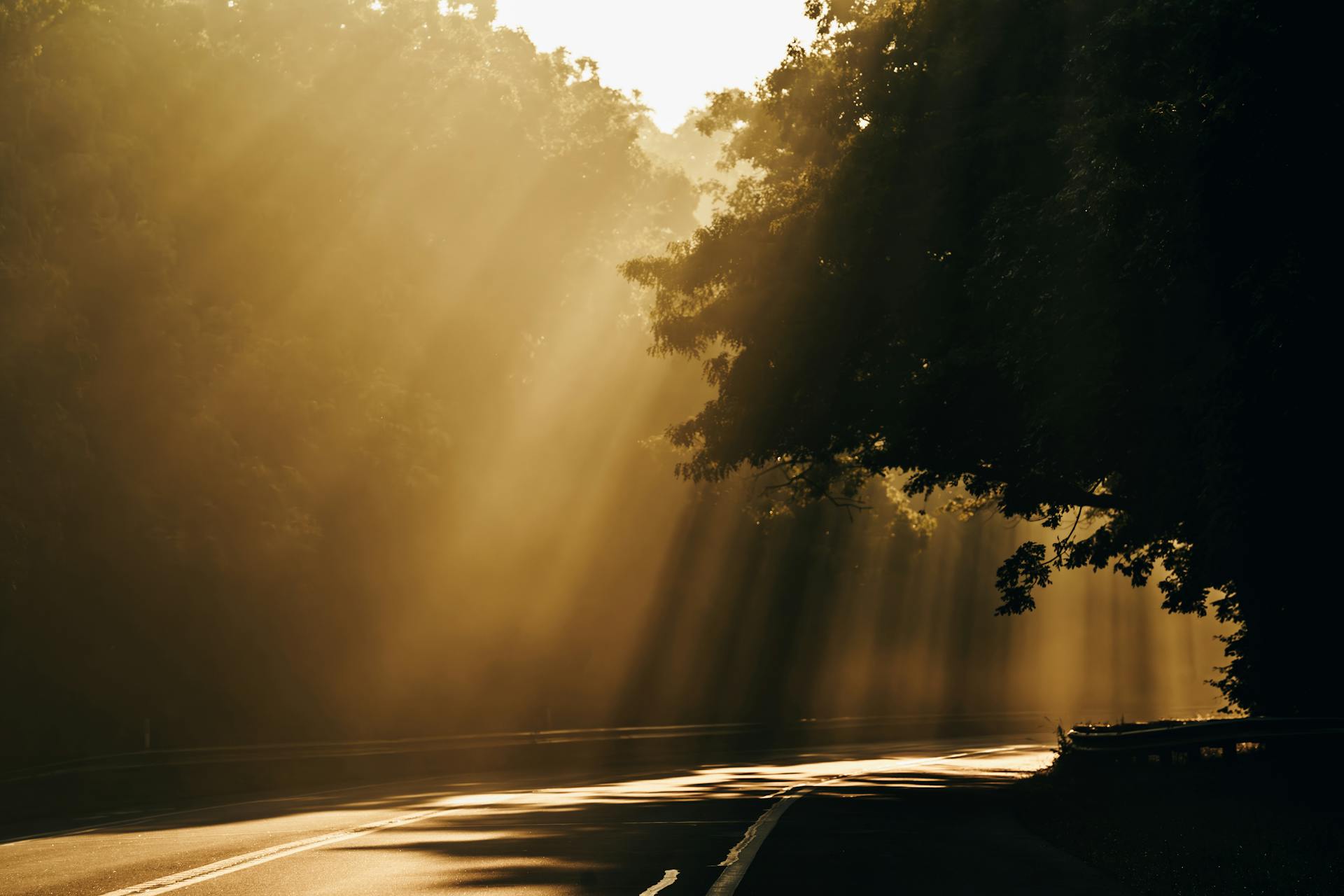 Captivating sun rays shine through the trees along a serene Montauk forest road at sunset, creating a tranquil atmosphere.