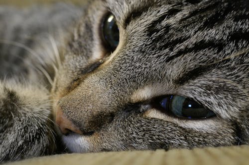 Free stock photo of cat, cat eyes