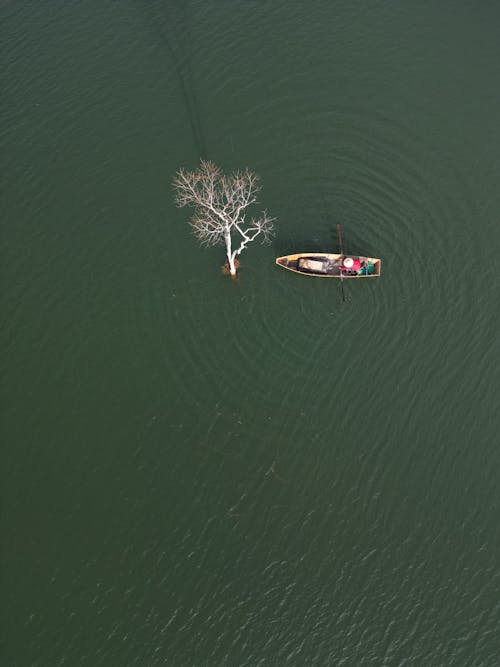 ağaç, deniz aracı, dikey atış içeren Ücretsiz stok fotoğraf