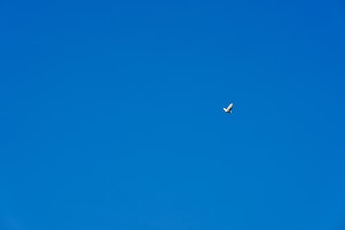 Kostenloses Stock Foto zu blau, blauer himmel, vogel