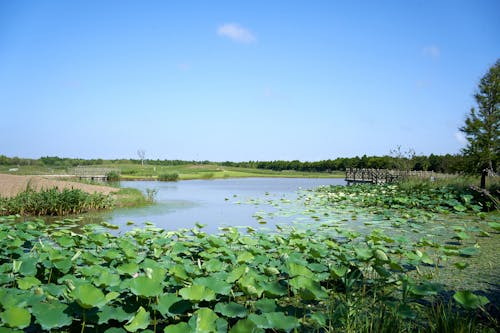 Kostenloses Stock Foto zu blauer himmel, lotus, natur