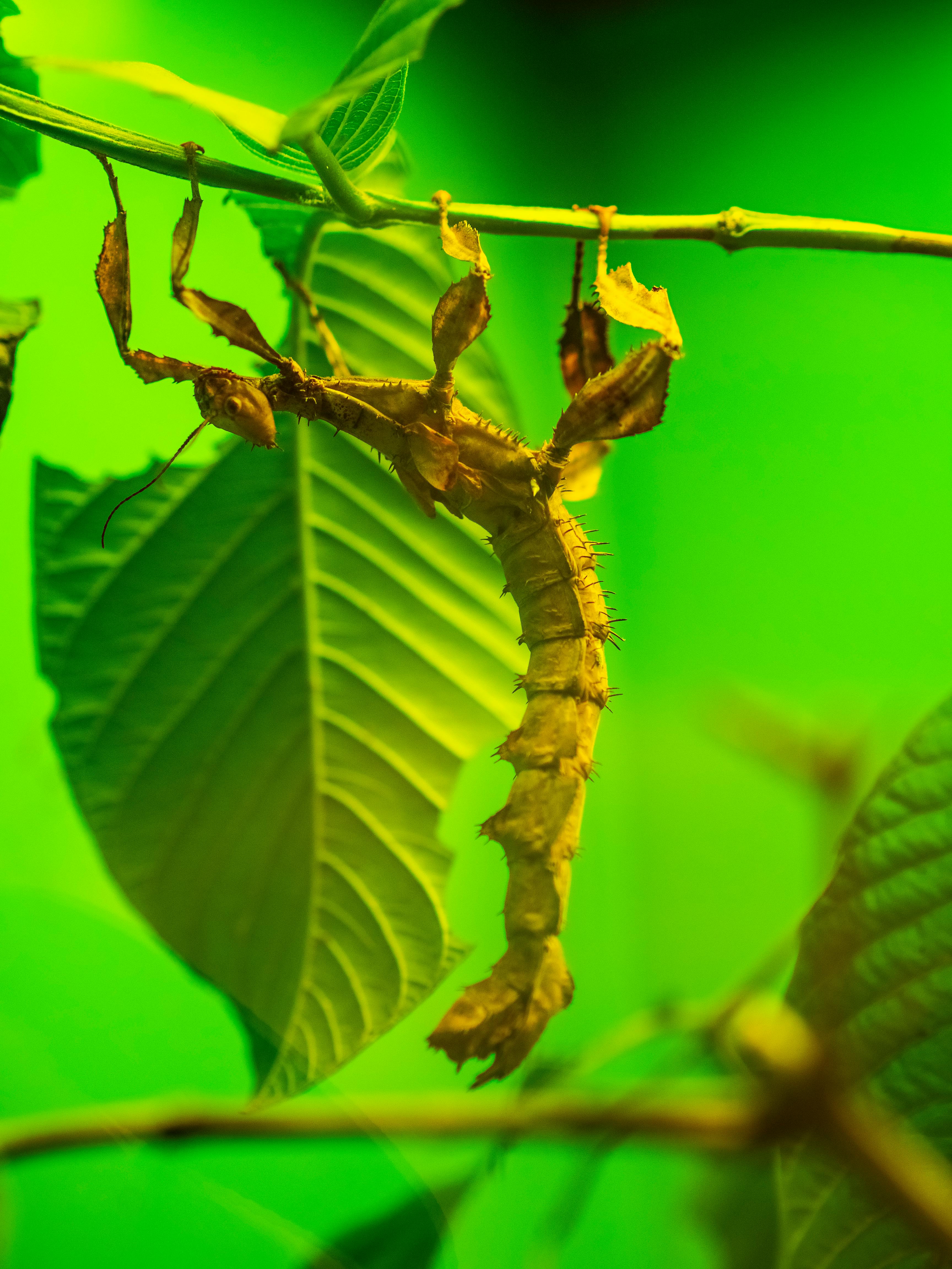 Free stock photo of insect, stick insect